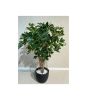 Штучна рослина VARIEGATED NATURAL SCHEFFLERA UMBRELLA