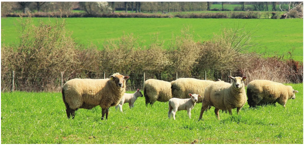 Літня ковдра Pure Wool 160 x 220 см HEFEL - фото 3