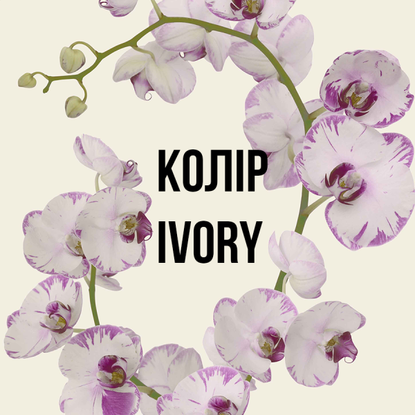 Комплект постільної білизни (Підковдра 160х220, прост. 270х290, 2 нав. 50х70) Ivory Volterra 